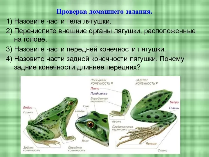 Проверка домашнего задания. 1) Назовите части тела лягушки. 2) Перечислите