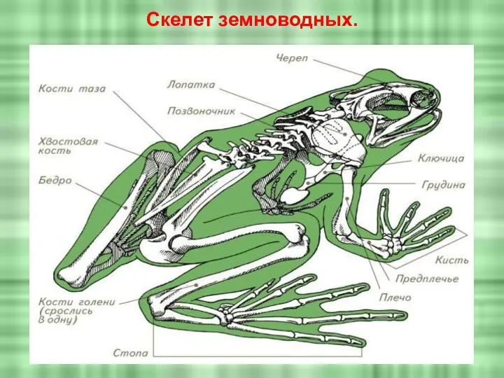 Скелет земноводных.