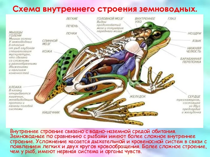 Схема внутреннего строения земноводных. Внутреннее строение связано с водно-наземной средой