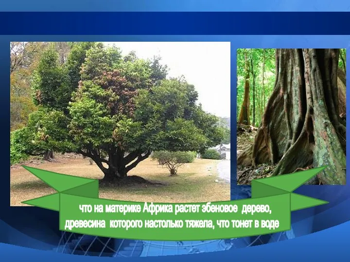 что на материке Африка растет эбеновое дерево, древесина которого настолько тяжела, что тонет в воде
