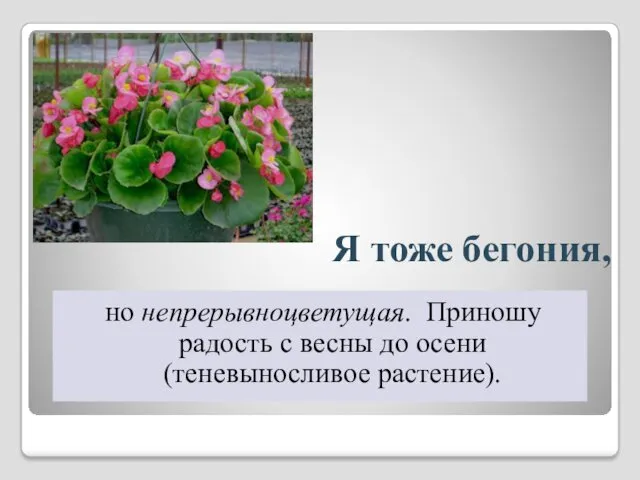 Я тоже бегония, но непрерывноцветущая. Приношу радость с весны до осени (теневыносливое растение).