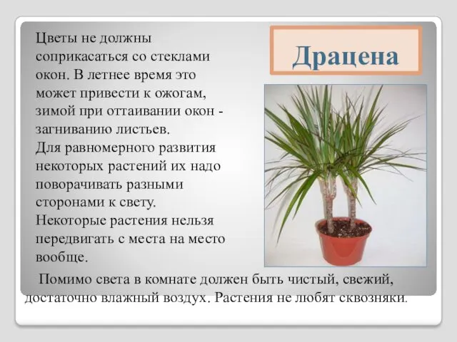 Помимо света в комнате должен быть чистый, свежий, достаточно влажный