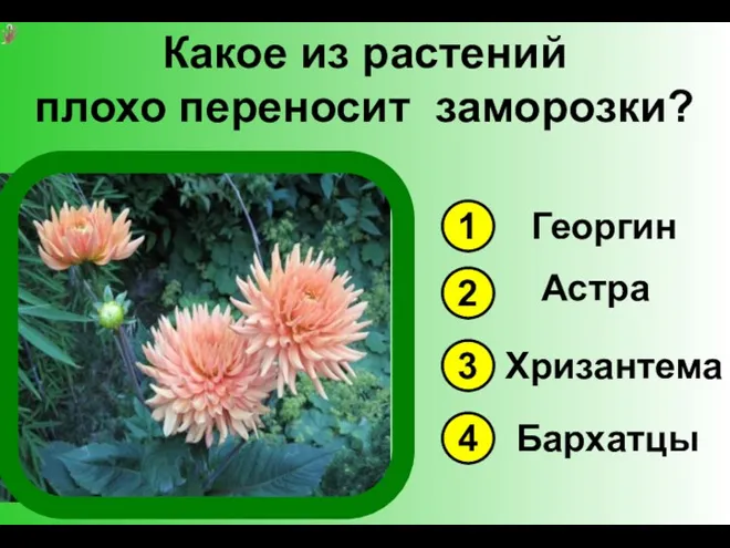 Какое из растений плохо переносит заморозки? 1 3 4 2 Георгин Астра Хризантема Бархатцы