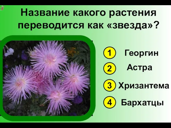 Название какого растения переводится как «звезда»? 1 3 4 2 Георгин Астра Хризантема Бархатцы