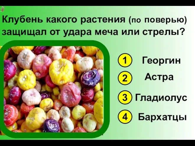 Клубень какого растения (по поверью) защищал от удара меча или стрелы? 1 3