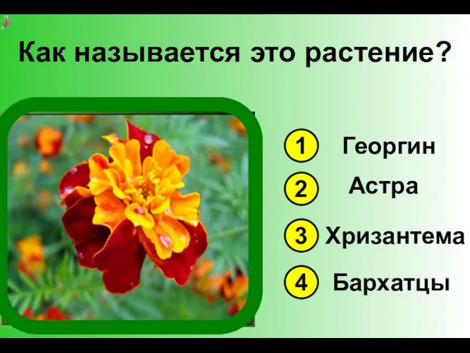 Как называется это растение? 1 3 4 2 Георгин Астра Хризантема Бархатцы