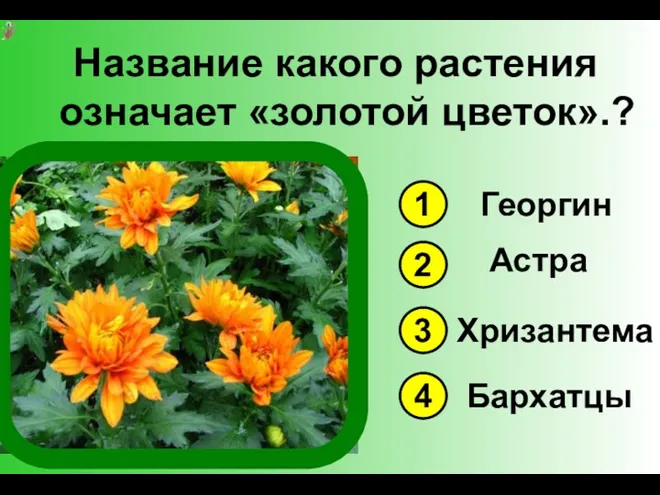 Название какого растения означает «золотой цветок».? 1 3 4 2 Георгин Астра Хризантема Бархатцы