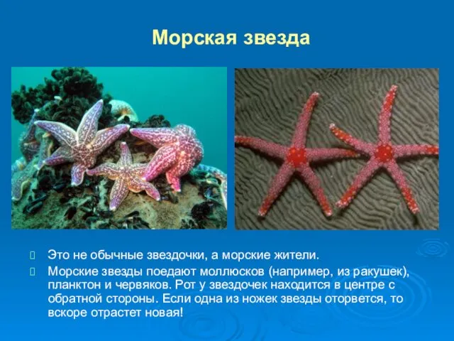 Морская звезда Это не обычные звездочки, а морские жители. Морские звезды поедают моллюсков