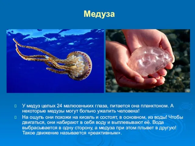 Медуза У медуз целых 24 малюсеньких глаза, питается она планктоном.