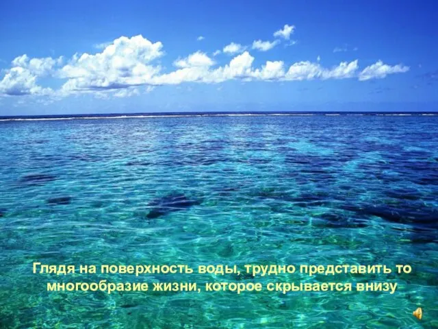 Глядя на поверхность воды, трудно представить то многообразие жизни, которое скрывается внизу