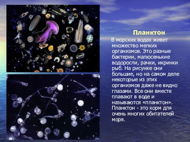 Планктон В морских водах живет множество мелких организмов. Это разные