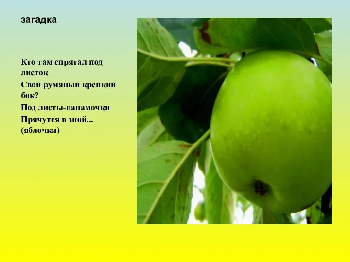 загадка Кто там спрятал под листок Свой румяный крепкий бок? Под листы-панамочки Прячутся в зной... (яблочки)