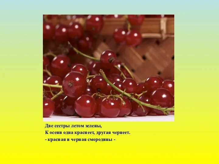 Две сестры летом зелены, К осени одна краснеет, другая чернеет. - красная и черная смородины -