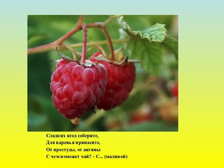 Сладких ягод соберите, Для варенья припасите, От простуды, от ангины
