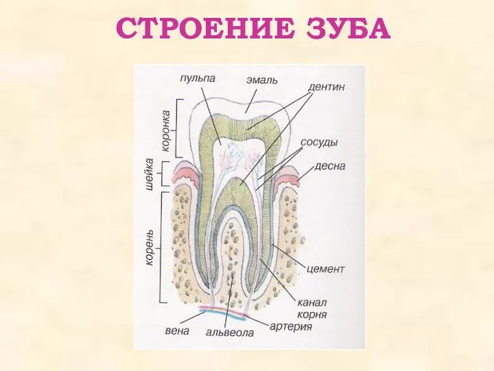 СТРОЕНИЕ ЗУБА