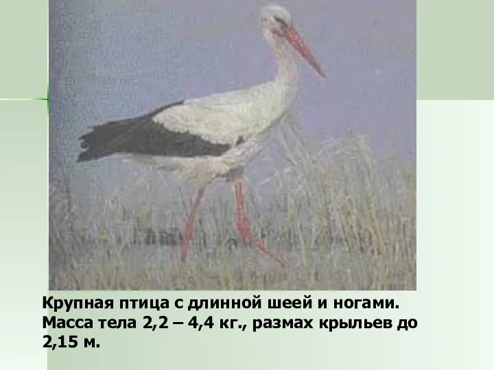 Крупная птица с длинной шеей и ногами. Масса тела 2,2 – 4,4 кг.,