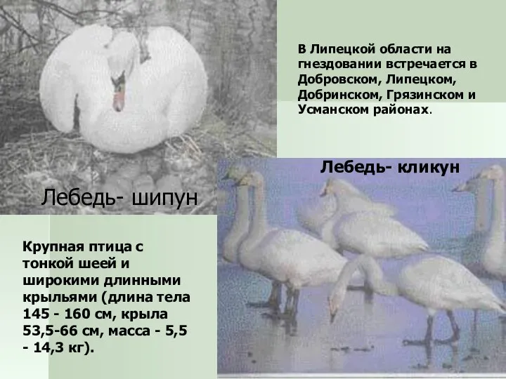 Лебедь- шипун Лебедь- кликун В Липецкой области на гнездовании встречается в Добровском, Липецком,