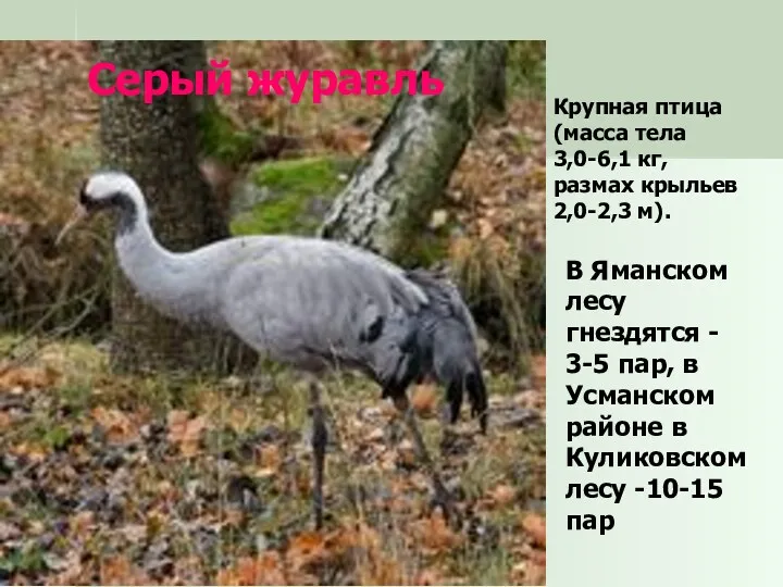 Серый журавль Крупная птица (масса тела 3,0-6,1 кг, размах крыльев 2,0-2,3 м). В