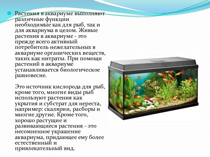 Растения в аквариуме выполняют различные функции необходимые как для рыб,