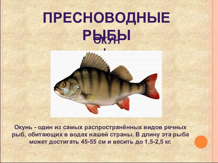 пресноводные рыбы Окунь - один из самых распространённых видов речных рыб, обитающих в