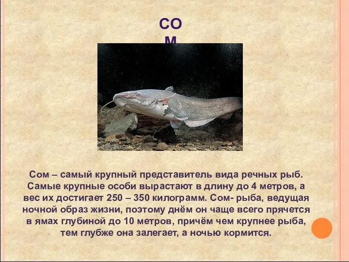 сом Сом – самый крупный представитель вида речных рыб. Самые крупные особи вырастают