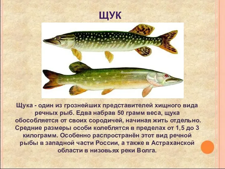 щука Щука - один из грознейших представителей хищного вида речных рыб. Едва набрав