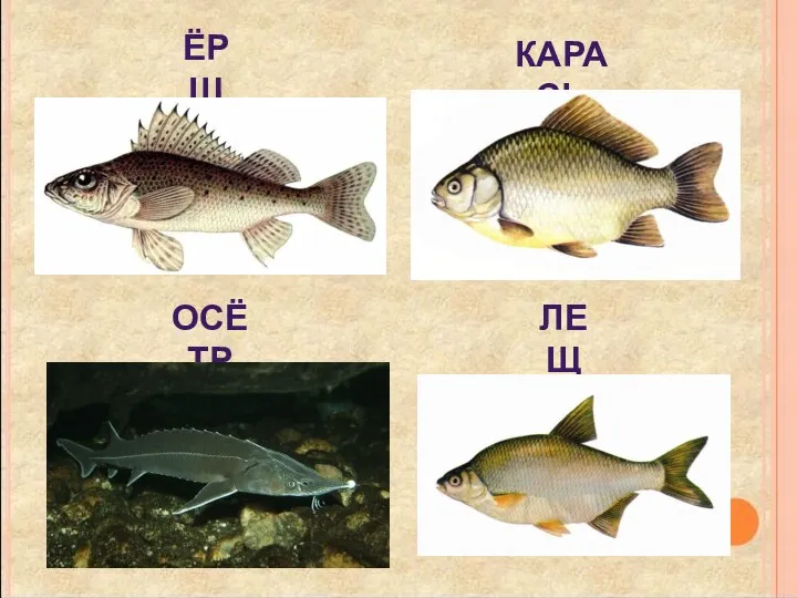 ёрш карась осётр лещ