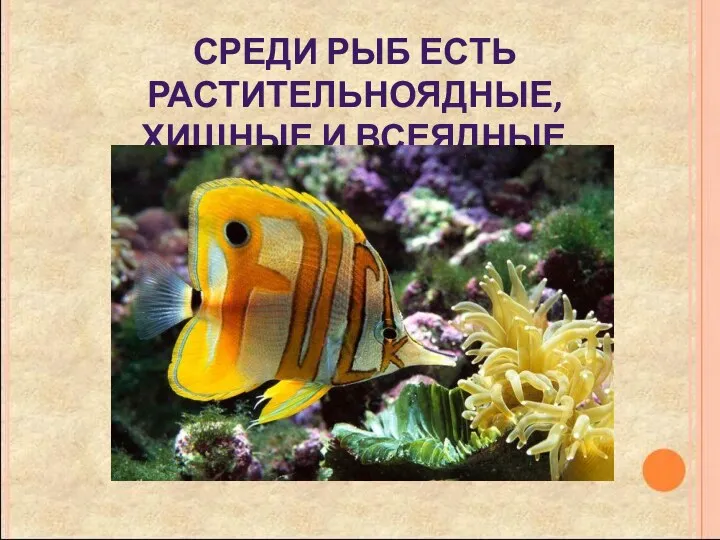 Среди рыб есть растительноядные, хищные и всеядные.