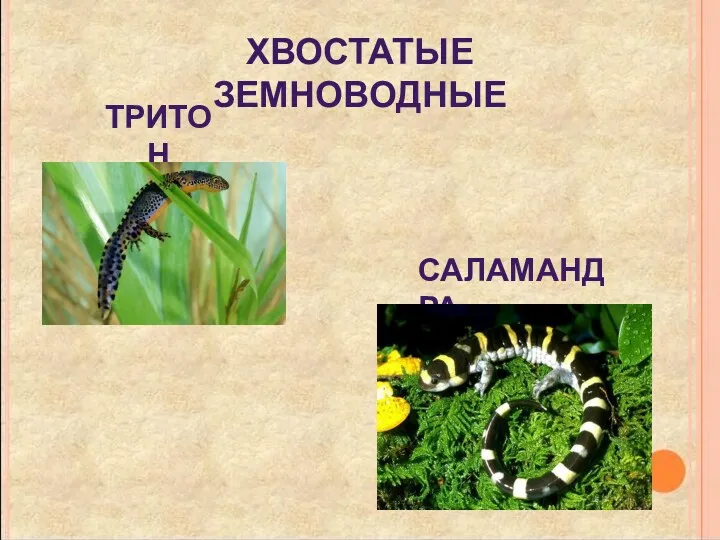 хвостатые земноводные тритон саламандра