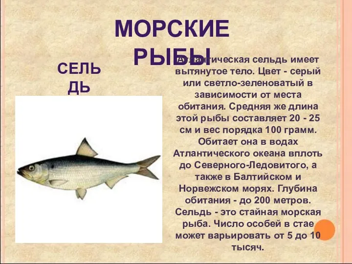 Морские рыбы Атлантическая сельдь имеет вытянутое тело. Цвет - серый или светло-зеленоватый в