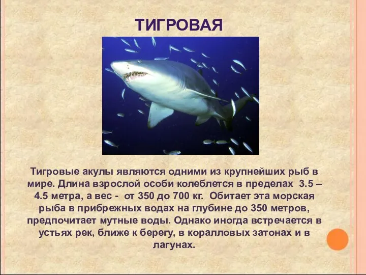 Тигровая акула Тигровые акулы являются одними из крупнейших рыб в мире. Длина взрослой