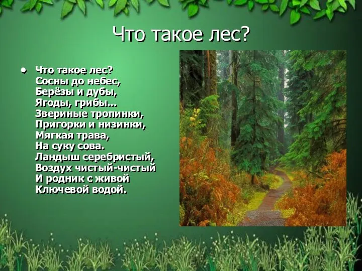 Что такое лес? Что такое лес? Сосны до небес, Берёзы