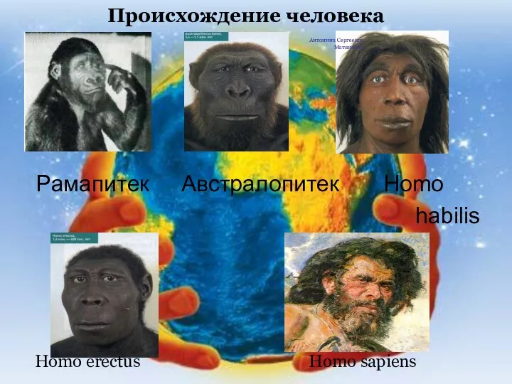 Рамапитек Австралопитек Homo habilis Происхождение человека Homo erectus Homo sapiens Антонина Сергеевна Матвиенко