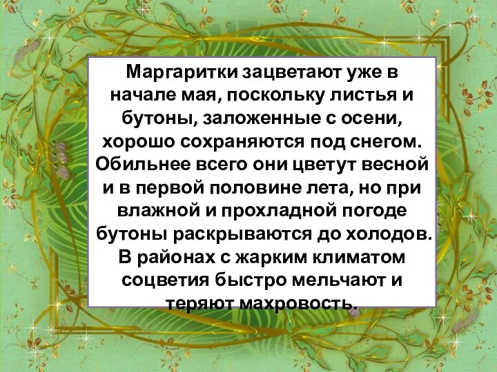 Маргаритки зацветают уже в начале мая, поскольку листья и бутоны,