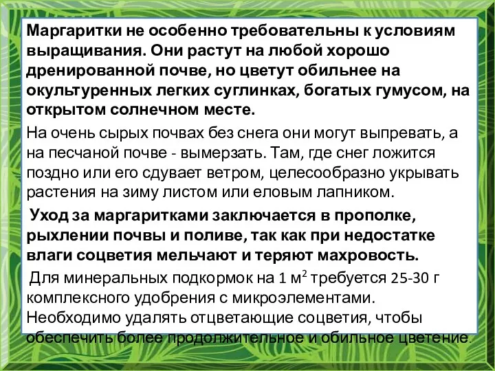 Маргаритки не особенно требовательны к условиям выращивания. Они растут на