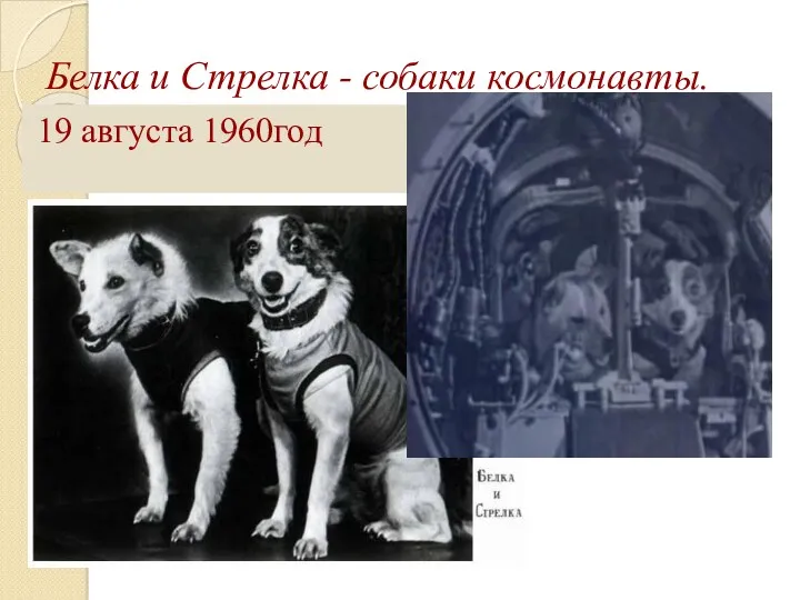 Белка и Стрелка - собаки космонавты. 19 августа 1960год