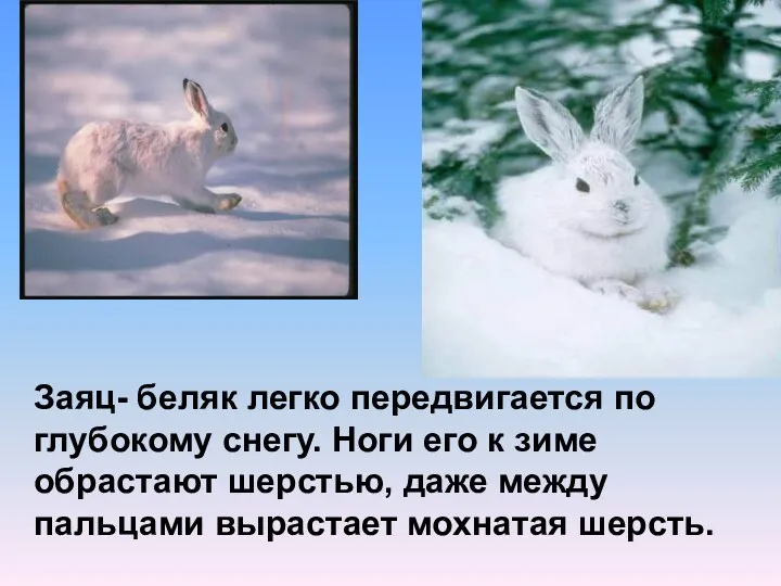 Заяц- беляк легко передвигается по глубокому снегу. Ноги его к