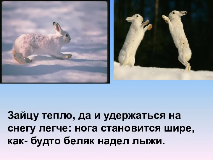 Зайцу тепло, да и удержаться на снегу легче: нога становится шире, как- будто беляк надел лыжи.