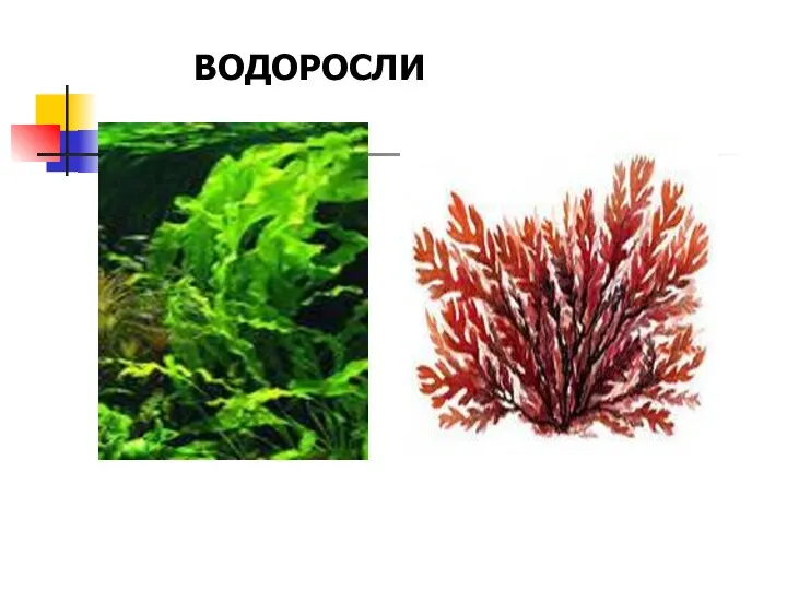 ВОДОРОСЛИ