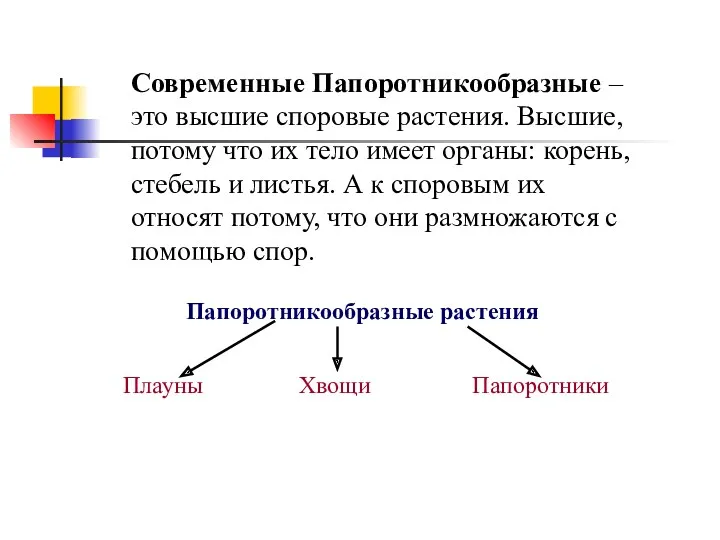 Папоротникообразные растения Плауны Хвощи Папоротники Современные Папоротникообразные – это высшие