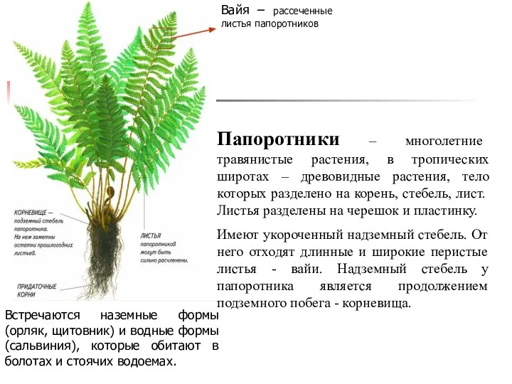 Вайя – рассеченные листья папоротников Папоротники – многолетние травянистые растения,