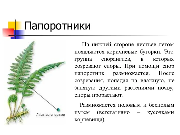 Папоротники На нижней стороне листьев летом появляются коричневые бугорки. Это