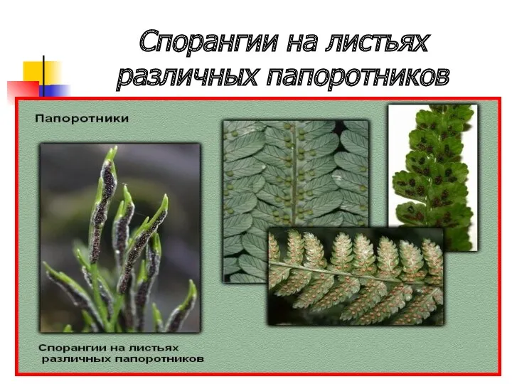 Спорангии на листьях различных папоротников