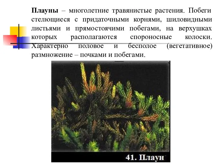 Плауны – многолетние травянистые растения. Побеги стелющиеся с придаточными корнями,