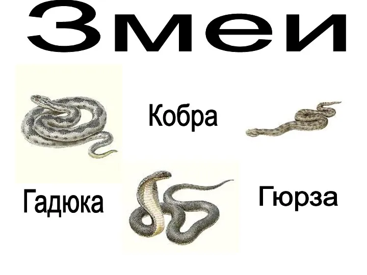 Змеи Кобра Гадюка Гюрза