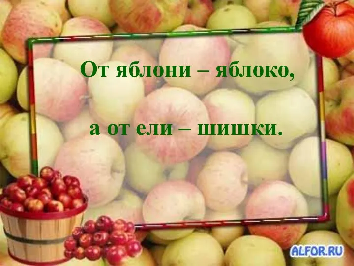 От яблони – яблоко, а от ели – шишки.