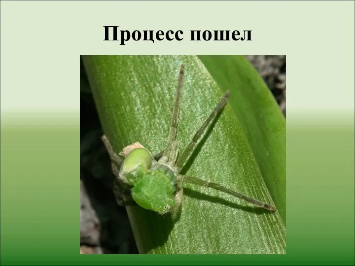 Процесс пошел