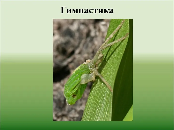 Гимнастика