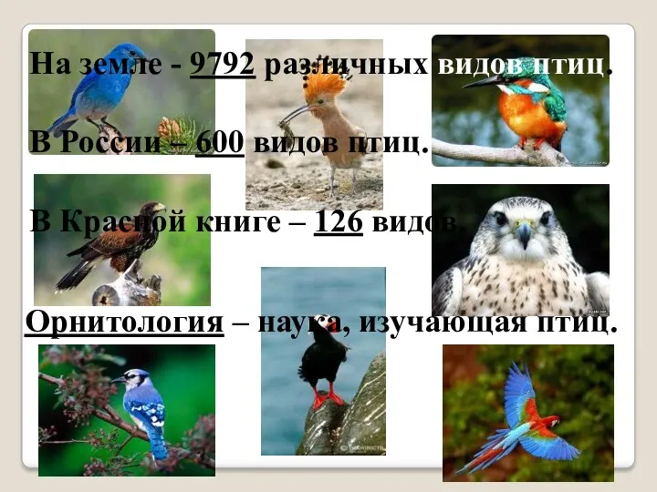 На земле - 9792 различных видов птиц. В России –