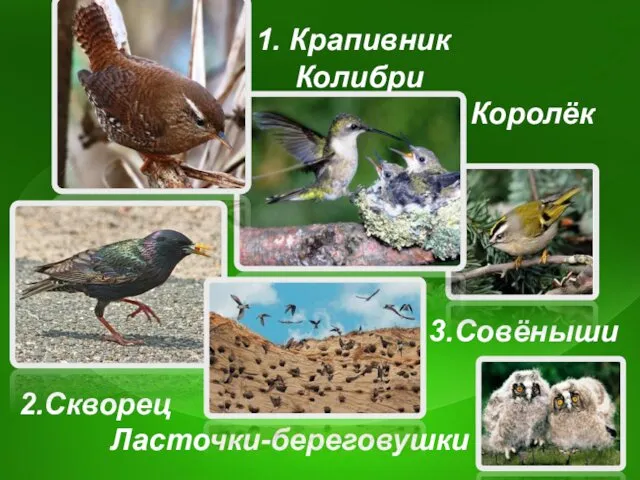 1. Крапивник Колибри Королёк 3.Совёныши 2.Скворец Ласточки-береговушки